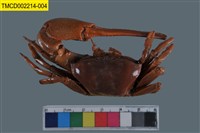 藏品(弧邊管招潮蟹)的圖片